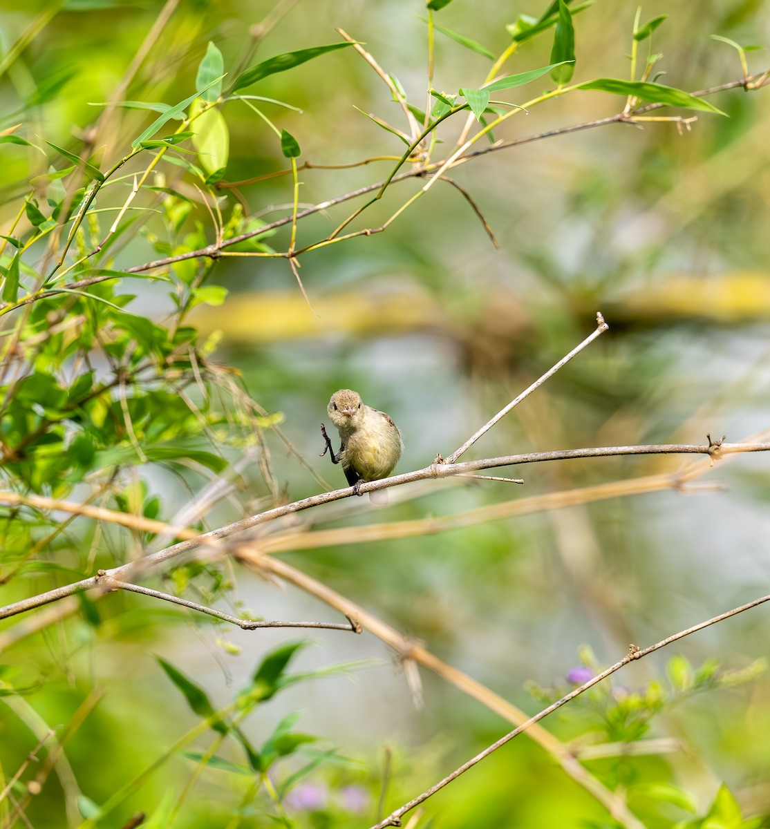 Pale-billed Flowerpecker - ML642816063