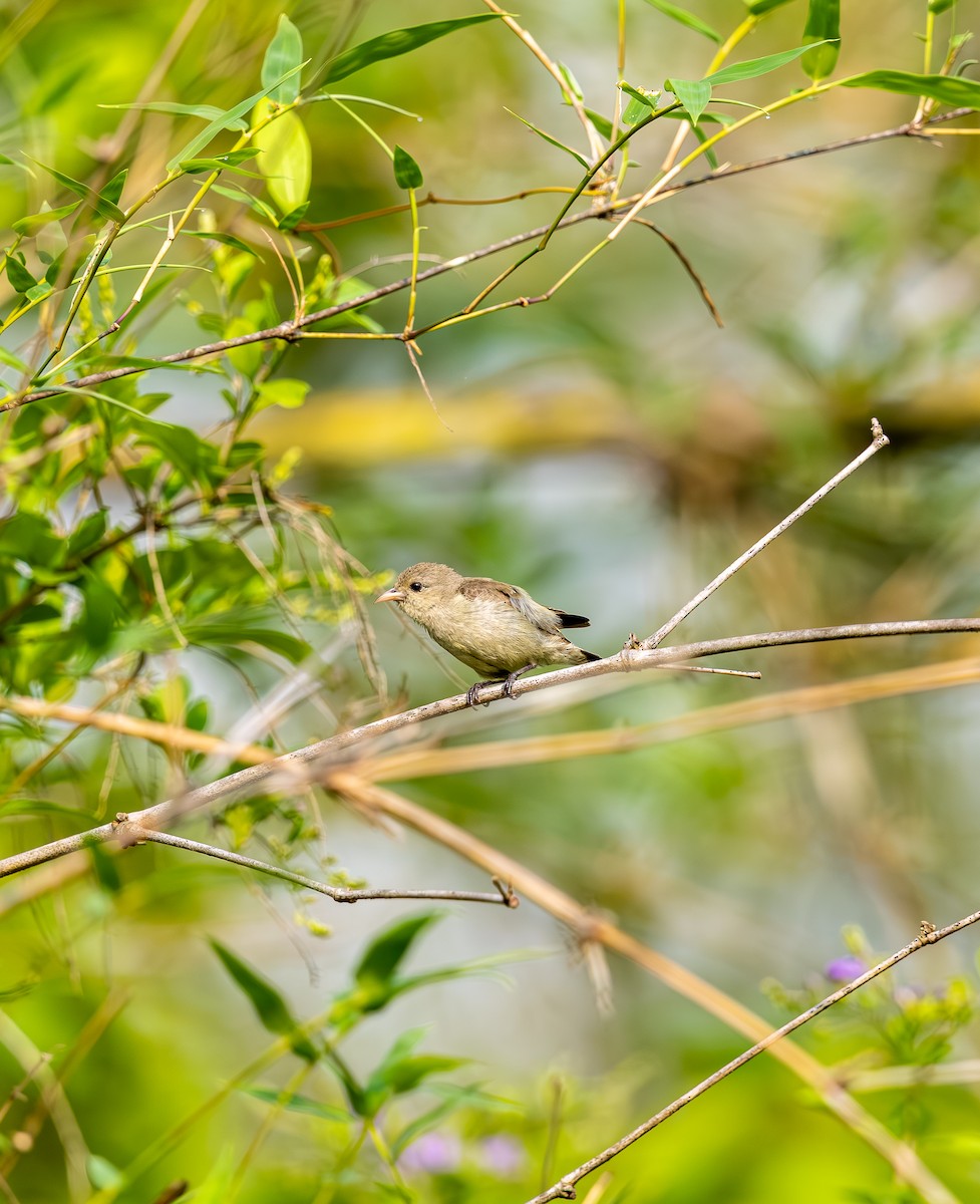 Pale-billed Flowerpecker - ML642816065