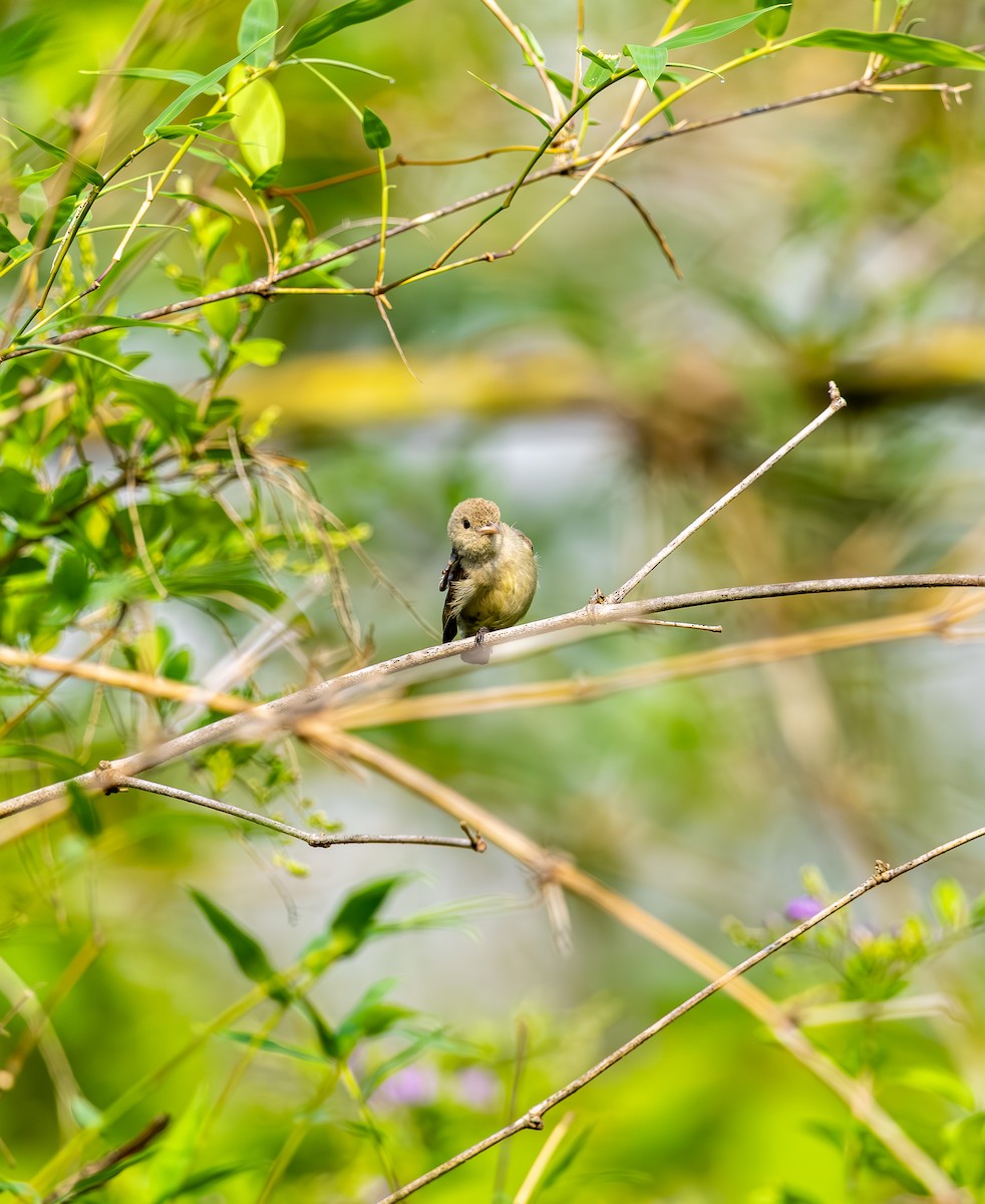 Pale-billed Flowerpecker - ML642816066