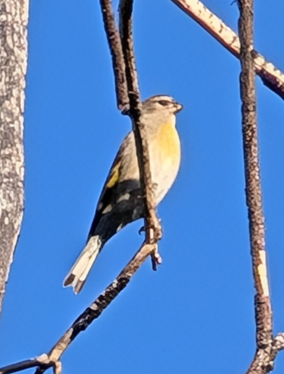 Lawrence's Goldfinch - ML642816068