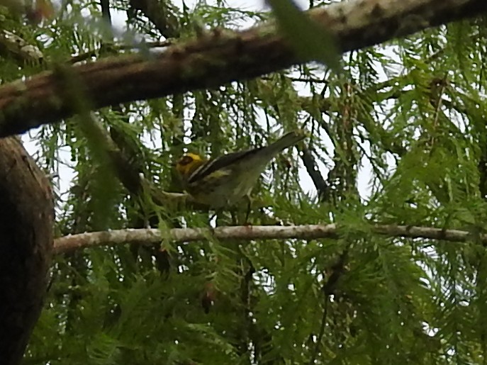 Townsendwaldsänger - ML642816071