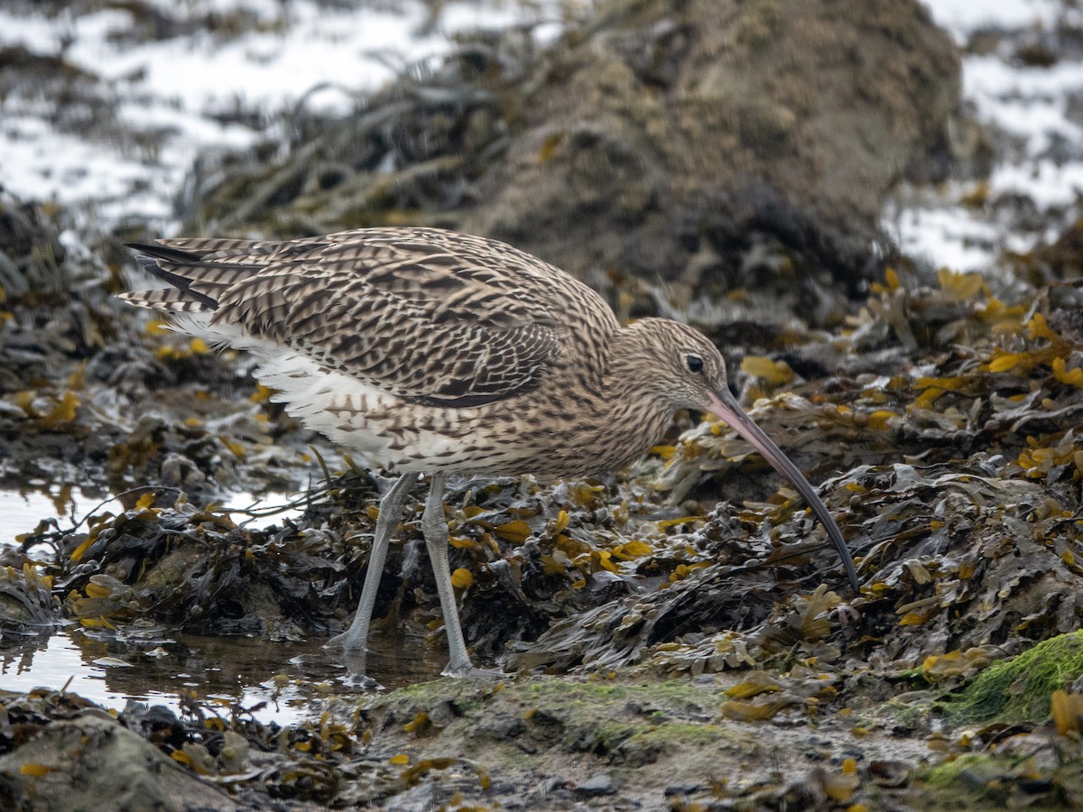 Eurasian Curlew - ML642816081