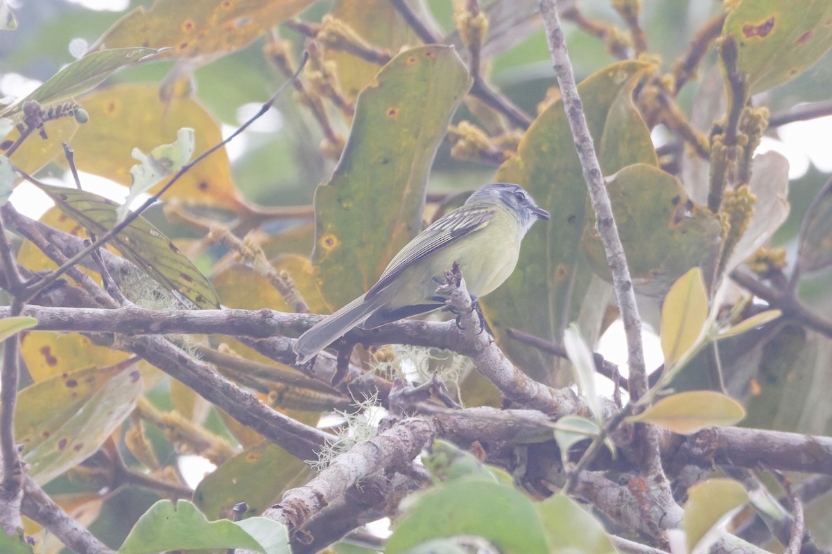 Plumbeous-crowned Tyrannulet - ML642816087