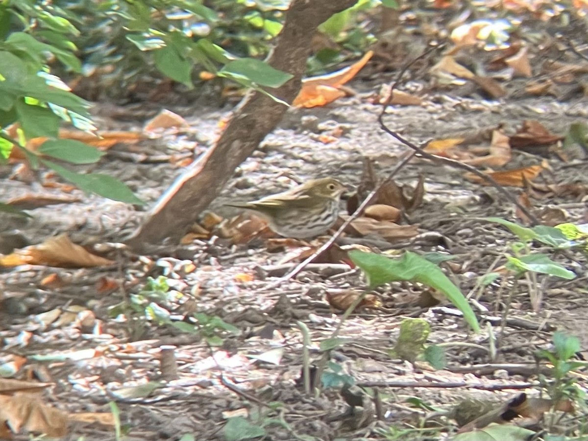 Ovenbird - ML642816091