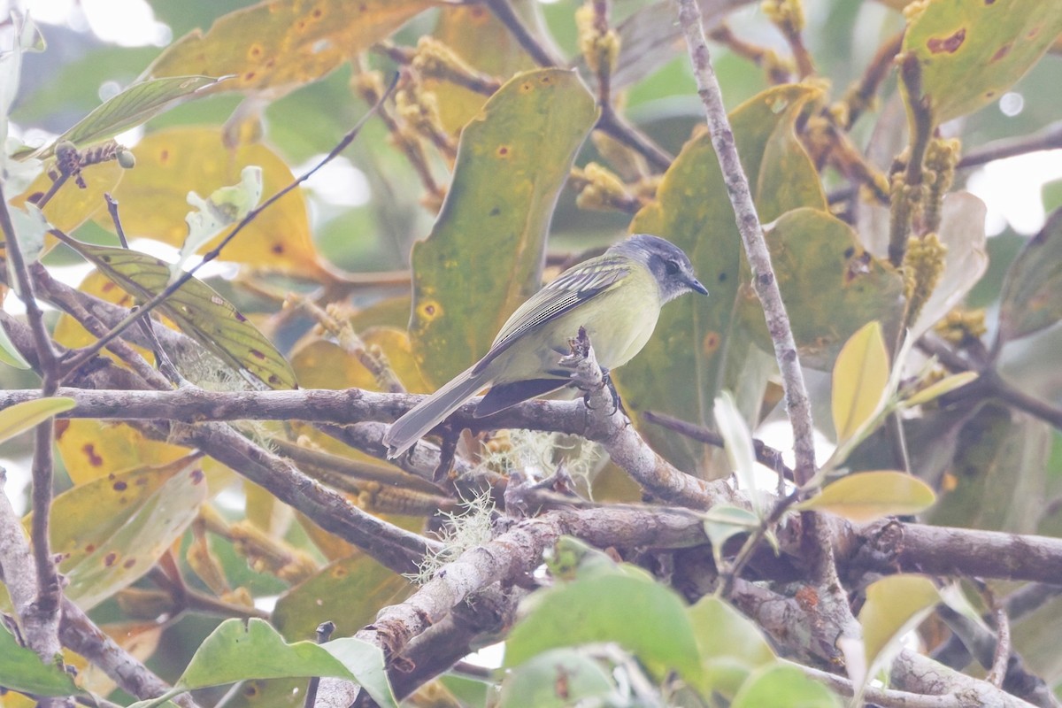 Plumbeous-crowned Tyrannulet - ML642816093