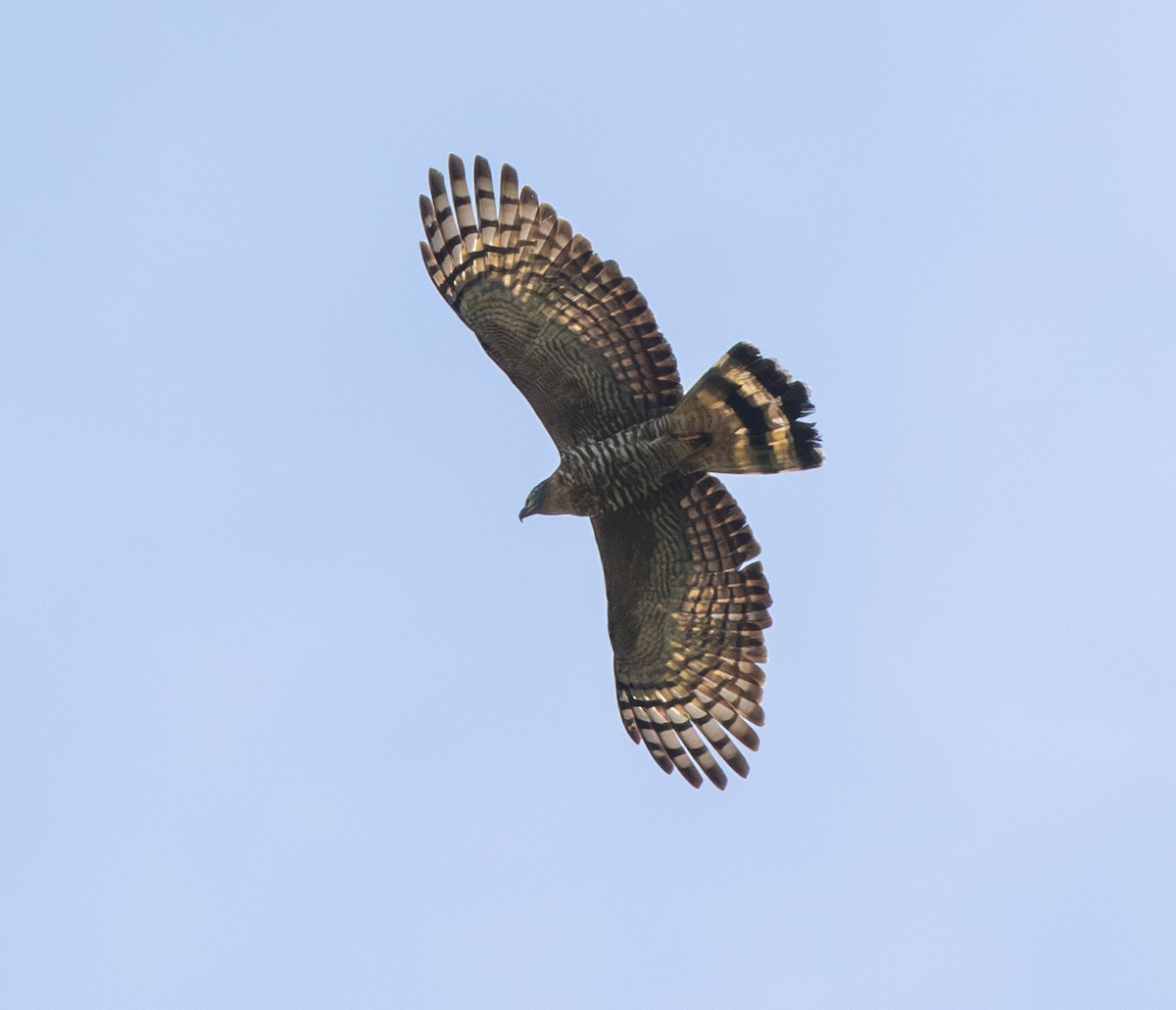 Hook-billed Kite - ML642816096