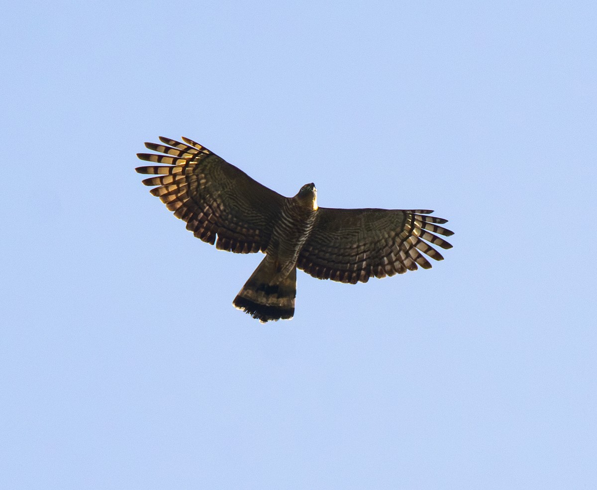 Hook-billed Kite - ML642816097
