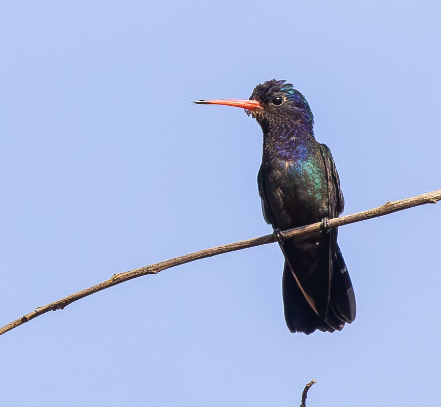 White-chinned Sapphire - ML642816099