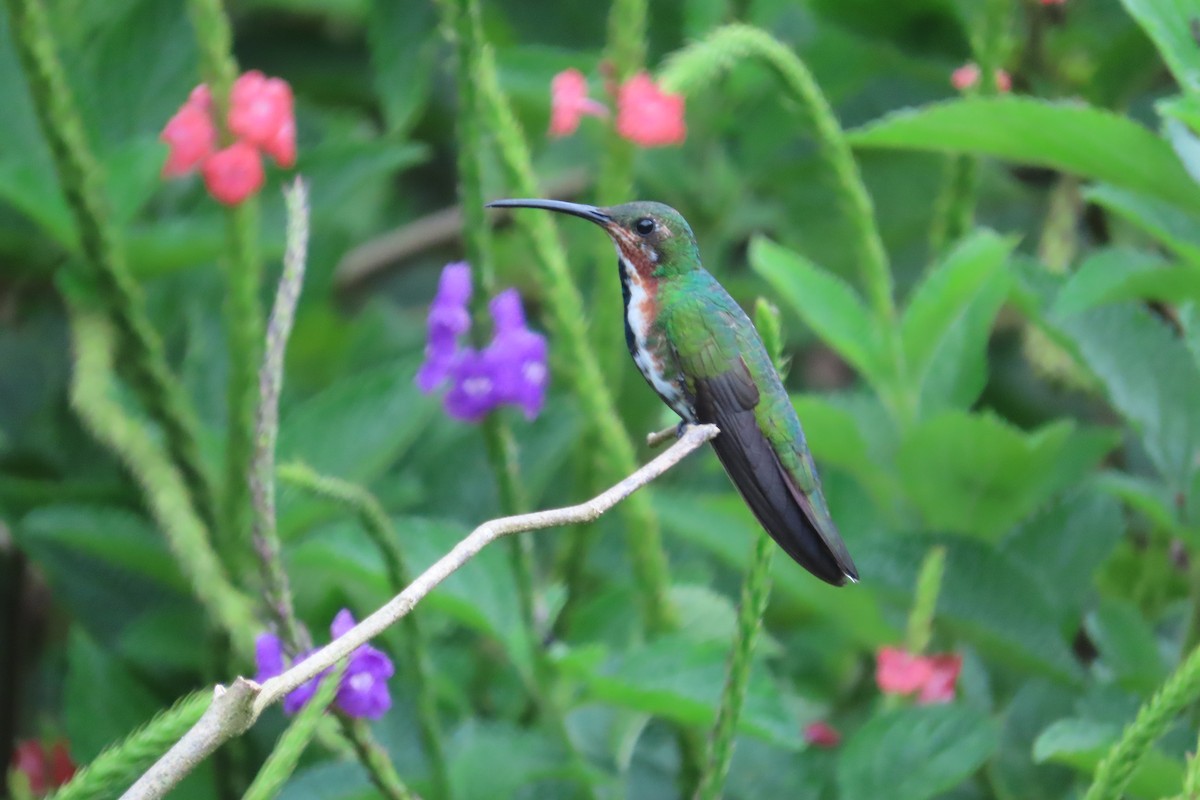 Green-breasted Mango - ML642816101