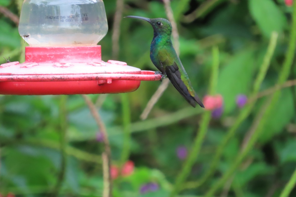 Green-breasted Mango - ML642816102