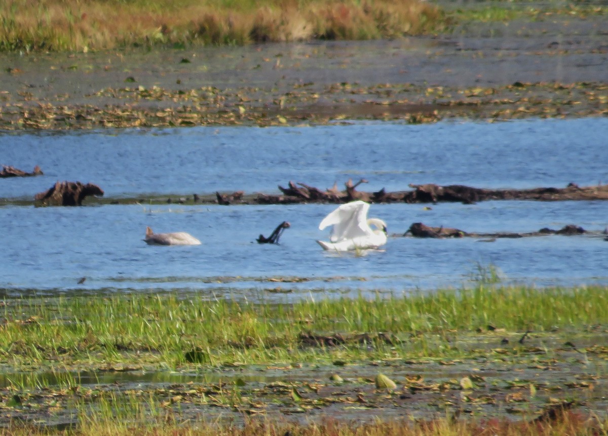 Trumpeter Swan - ML642816119