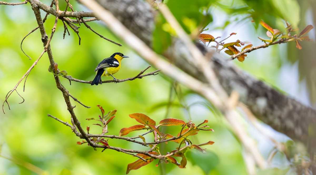 Common Iora - ML642816121