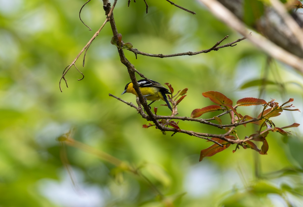 Common Iora - ML642816122