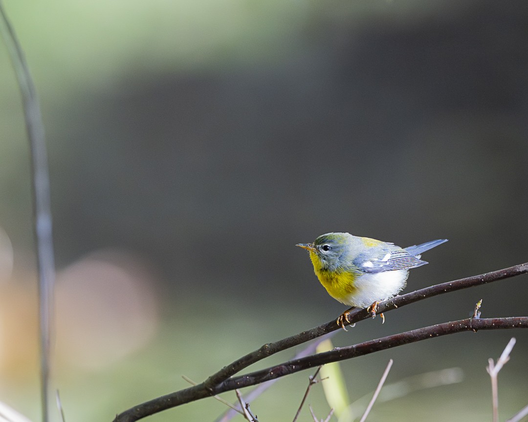 Northern Parula - ML642816123