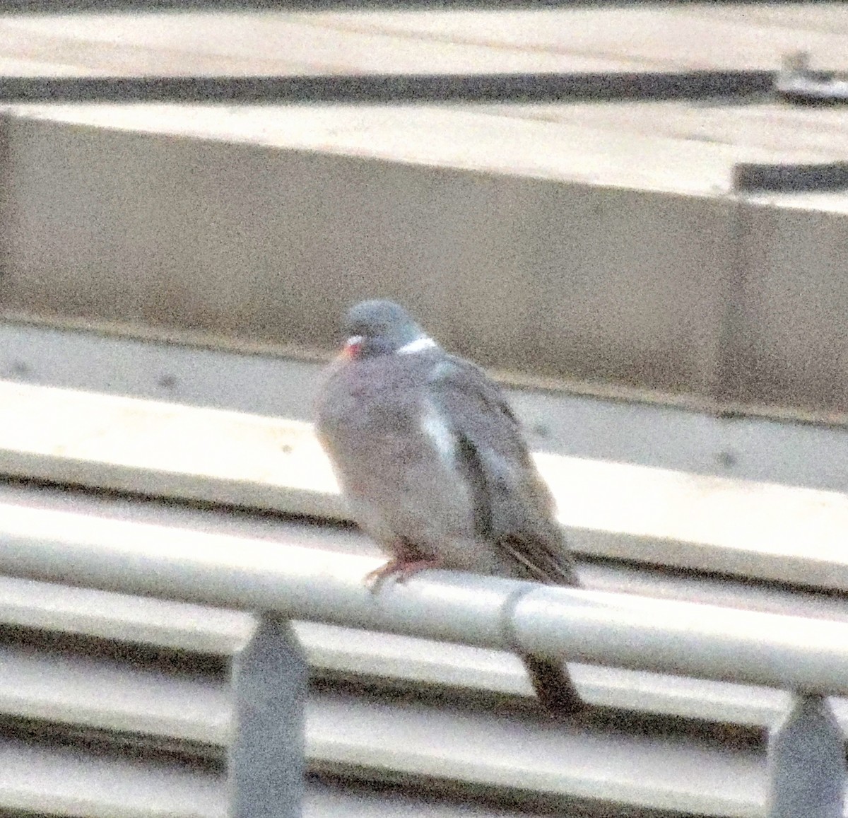 Common Wood-Pigeon - ML642816124