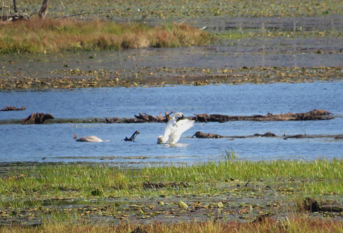 Trumpeter Swan - ML642816125