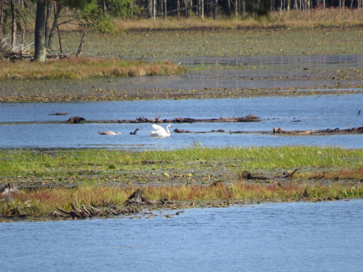 Trumpeter Swan - ML642816131