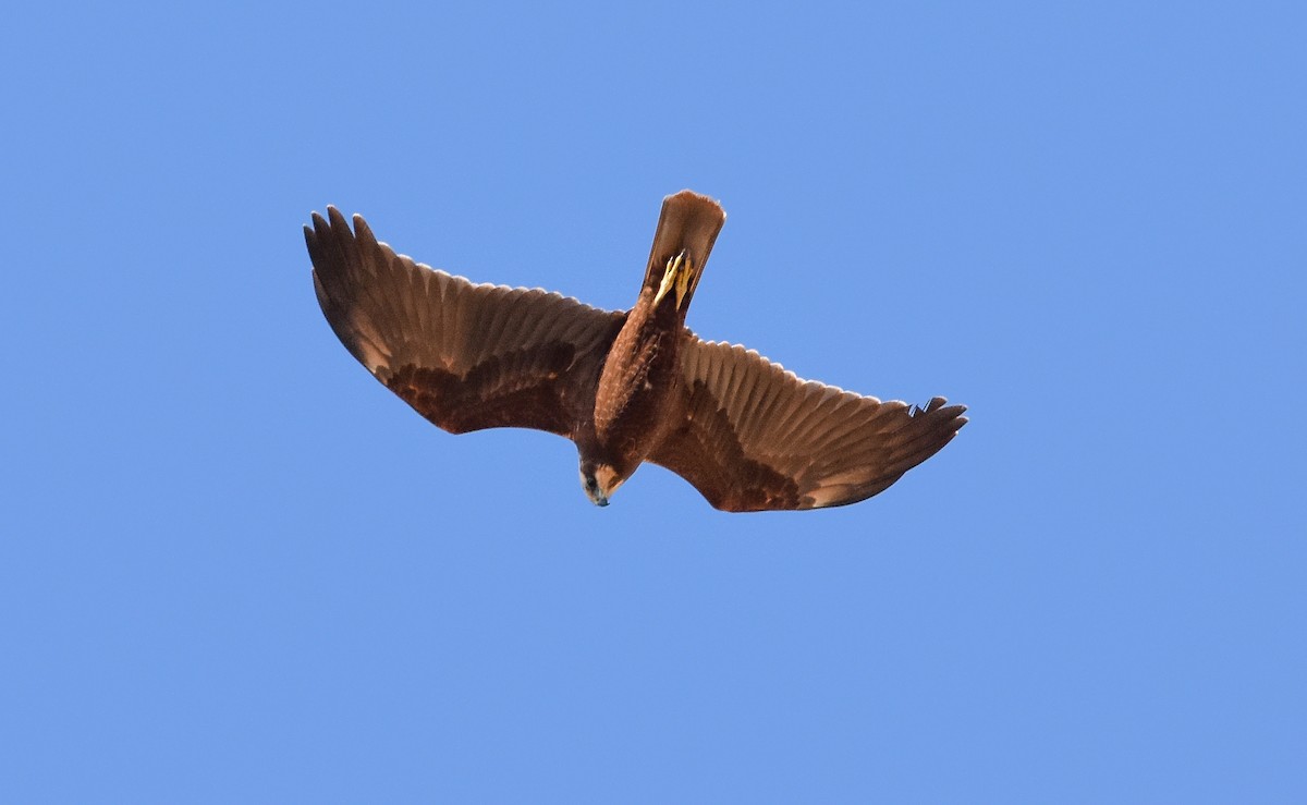 Falco di palude - ML642816134