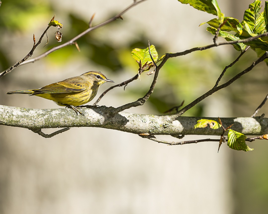 Palm Warbler (Yellow) - ML642816138