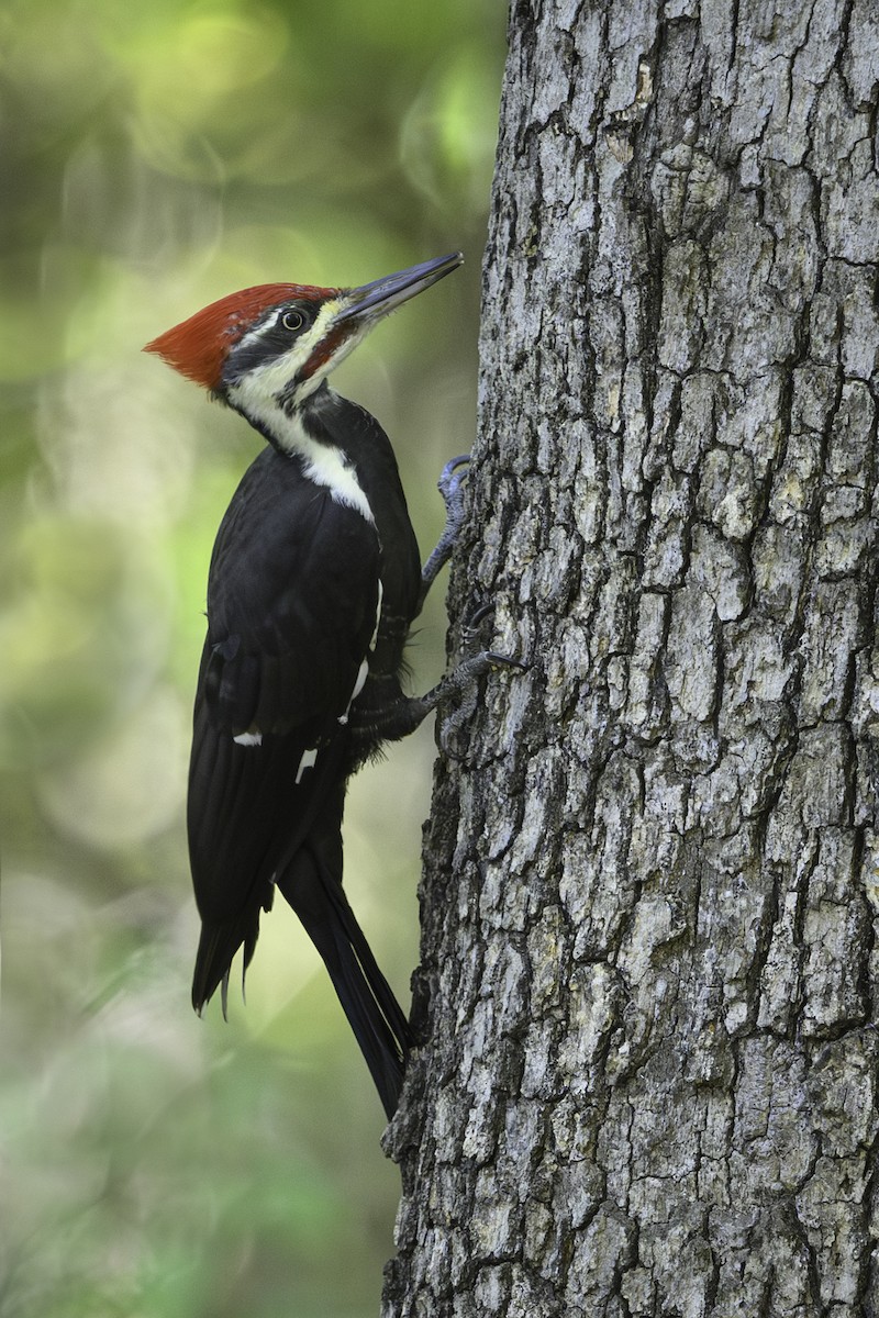 hvitbrynsvartspett - ML642816140