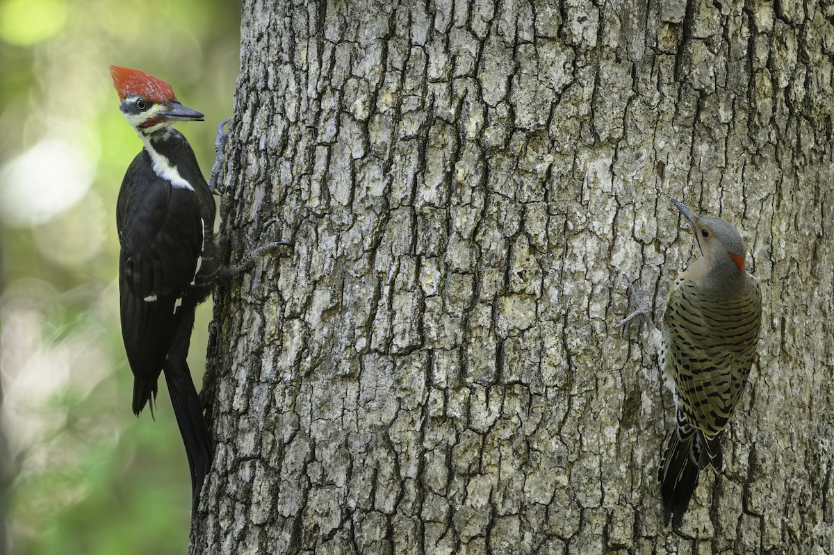 hvitbrynsvartspett - ML642816141