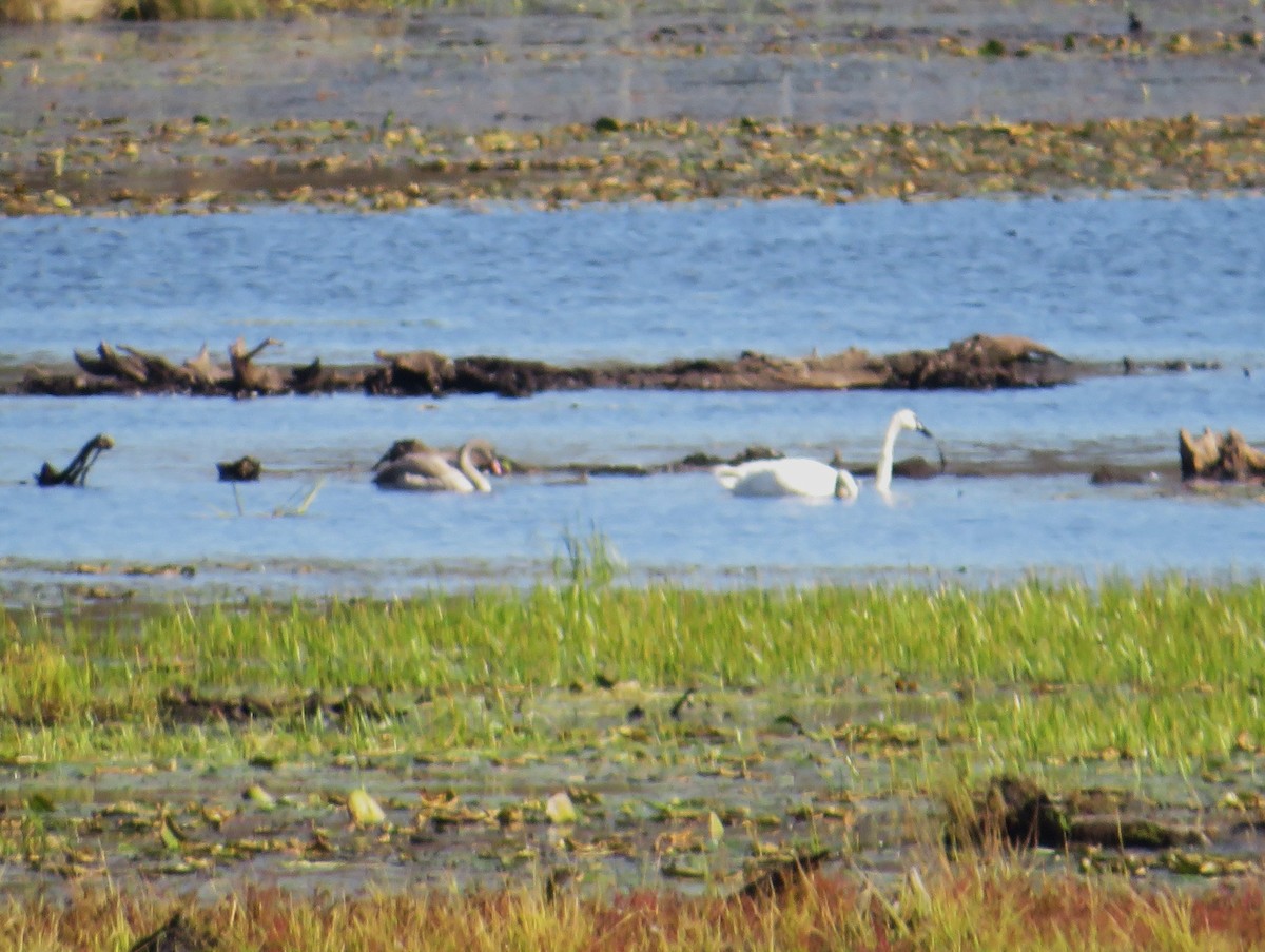 Trumpeter Swan - ML642816145