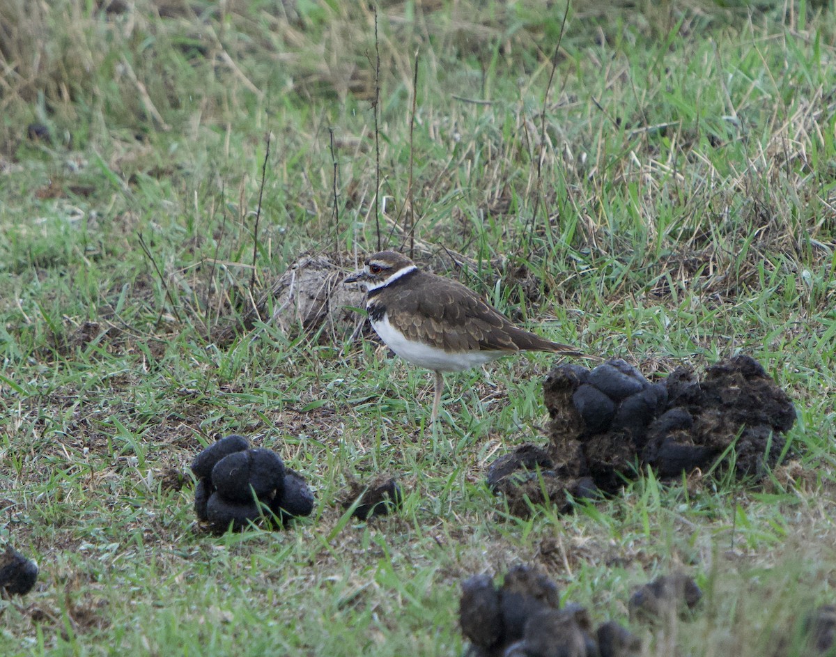Killdeer - ML642816148
