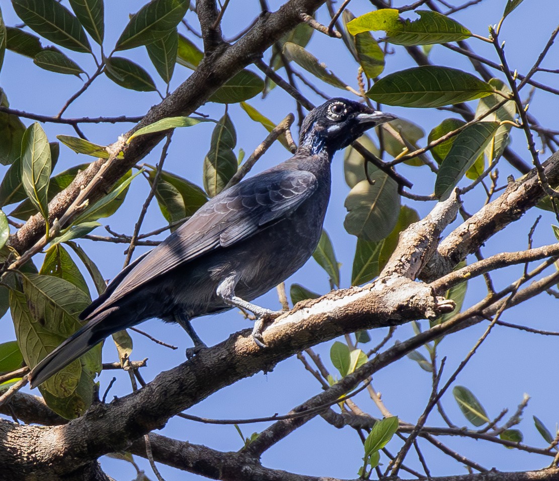 Bare-necked Fruitcrow - ML642816149
