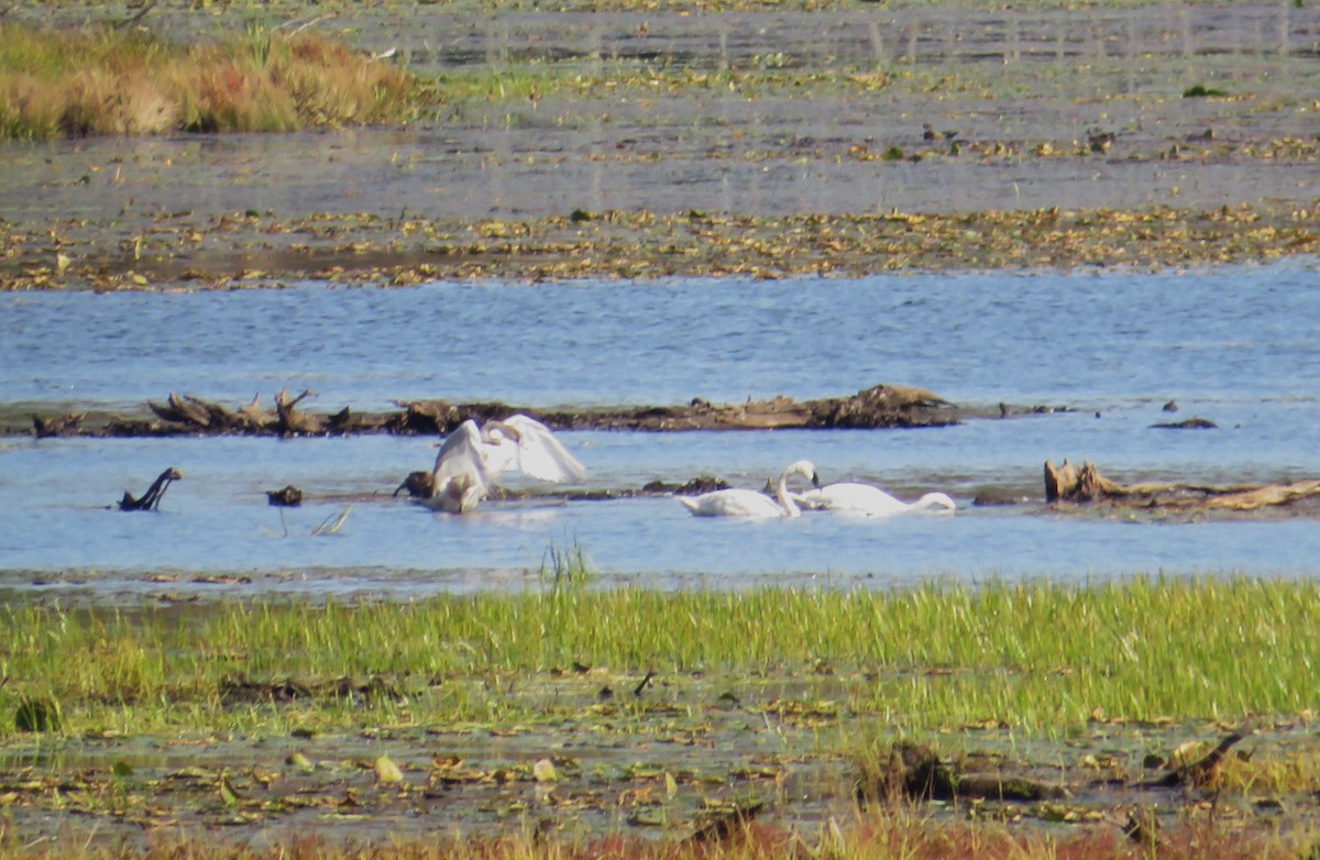 Trumpeter Swan - ML642816150
