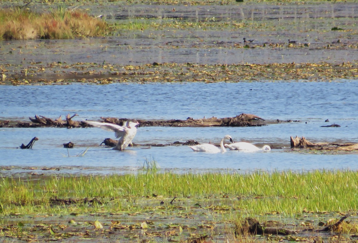 Trumpeter Swan - ML642816152