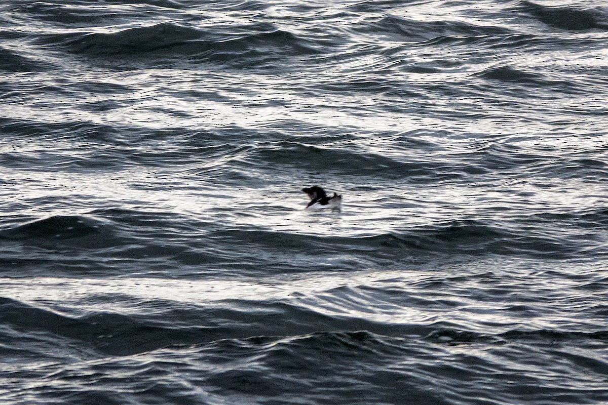 Razorbill - ML642816154