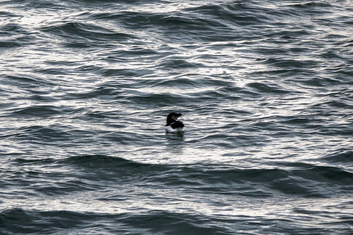 Razorbill - ML642816155