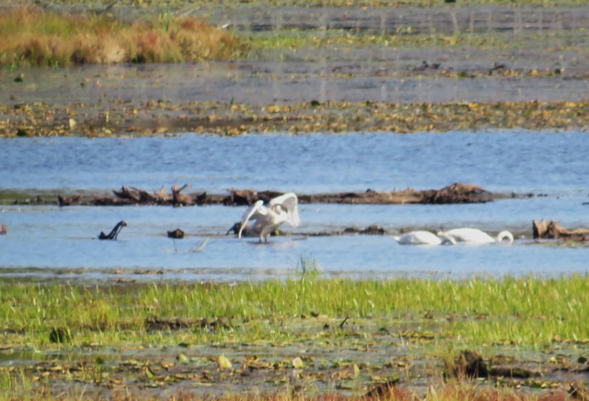 Trumpeter Swan - ML642816156