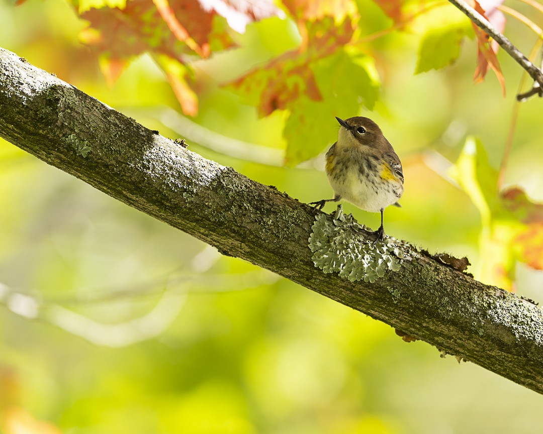 Yellow-rumped Warbler (Myrtle) - ML642816157