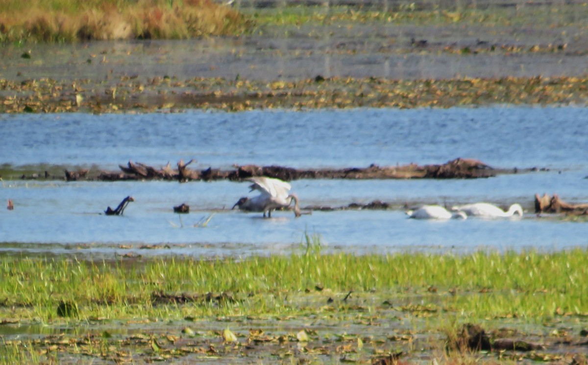Trumpeter Swan - ML642816158