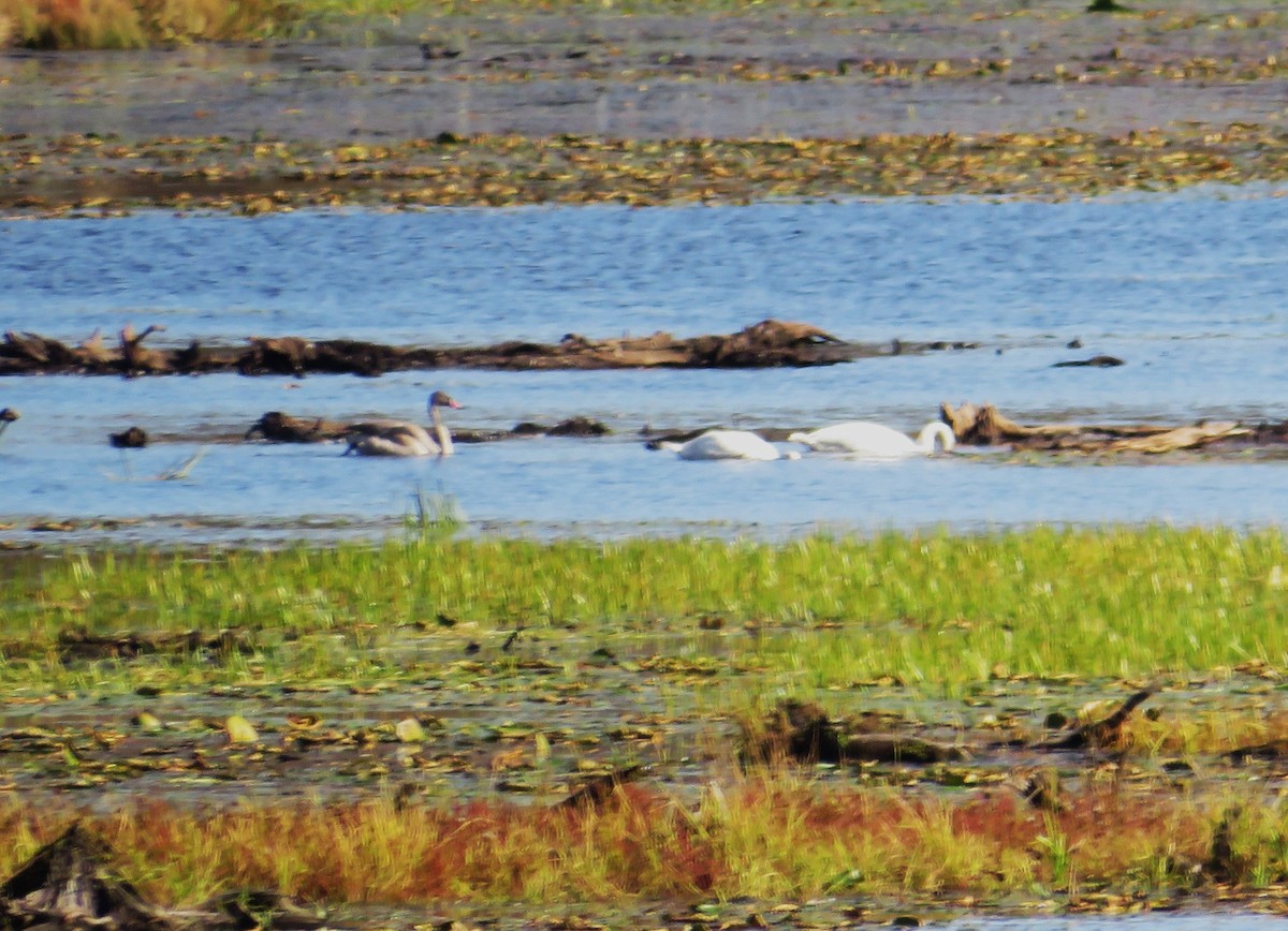 Trumpeter Swan - ML642816160