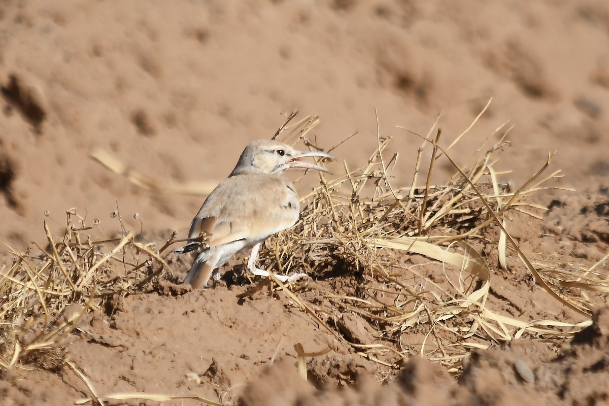 Greater Hoopoe-Lark - ML642816163