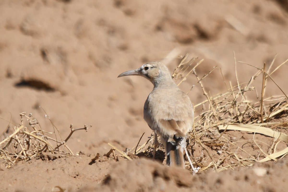 Greater Hoopoe-Lark - ML642816170