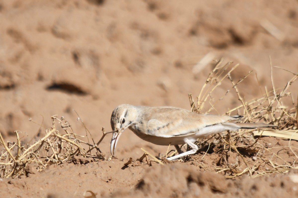 Greater Hoopoe-Lark - ML642816171