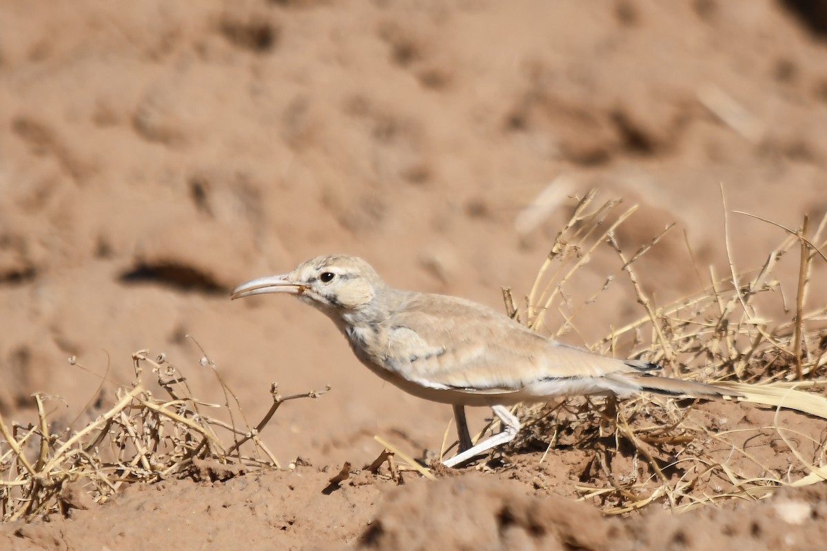 Greater Hoopoe-Lark - ML642816173