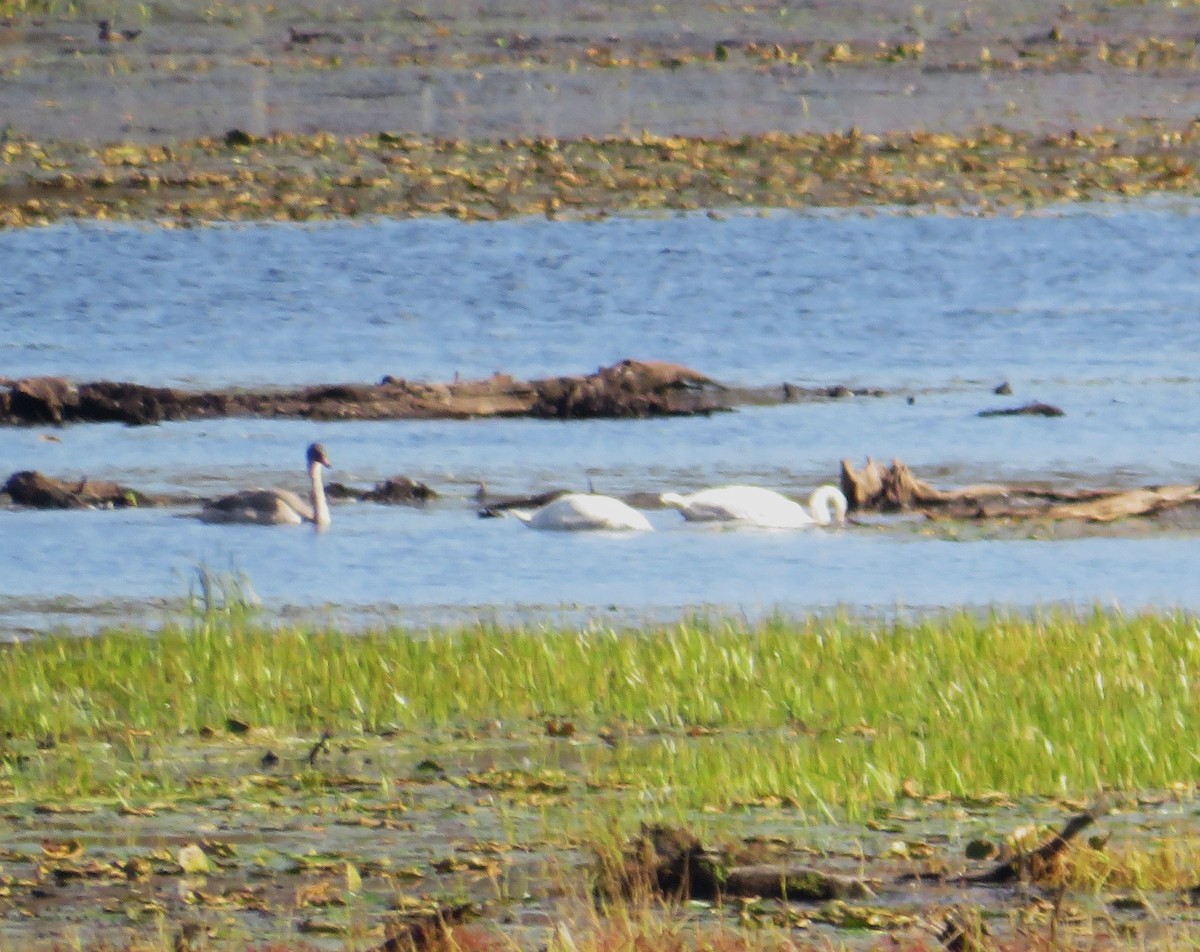 Trumpeter Swan - ML642816174