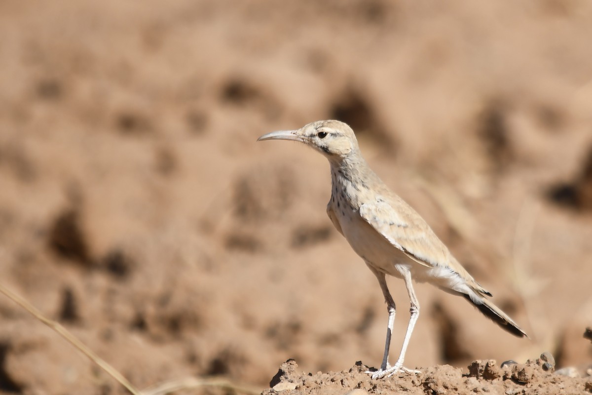 Greater Hoopoe-Lark - ML642816175