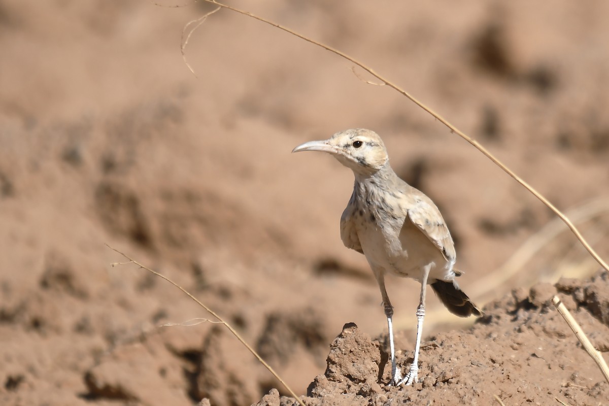 Greater Hoopoe-Lark - ML642816176