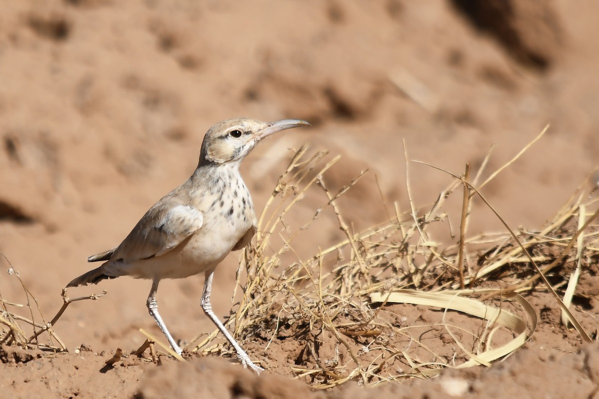 Greater Hoopoe-Lark - ML642816177