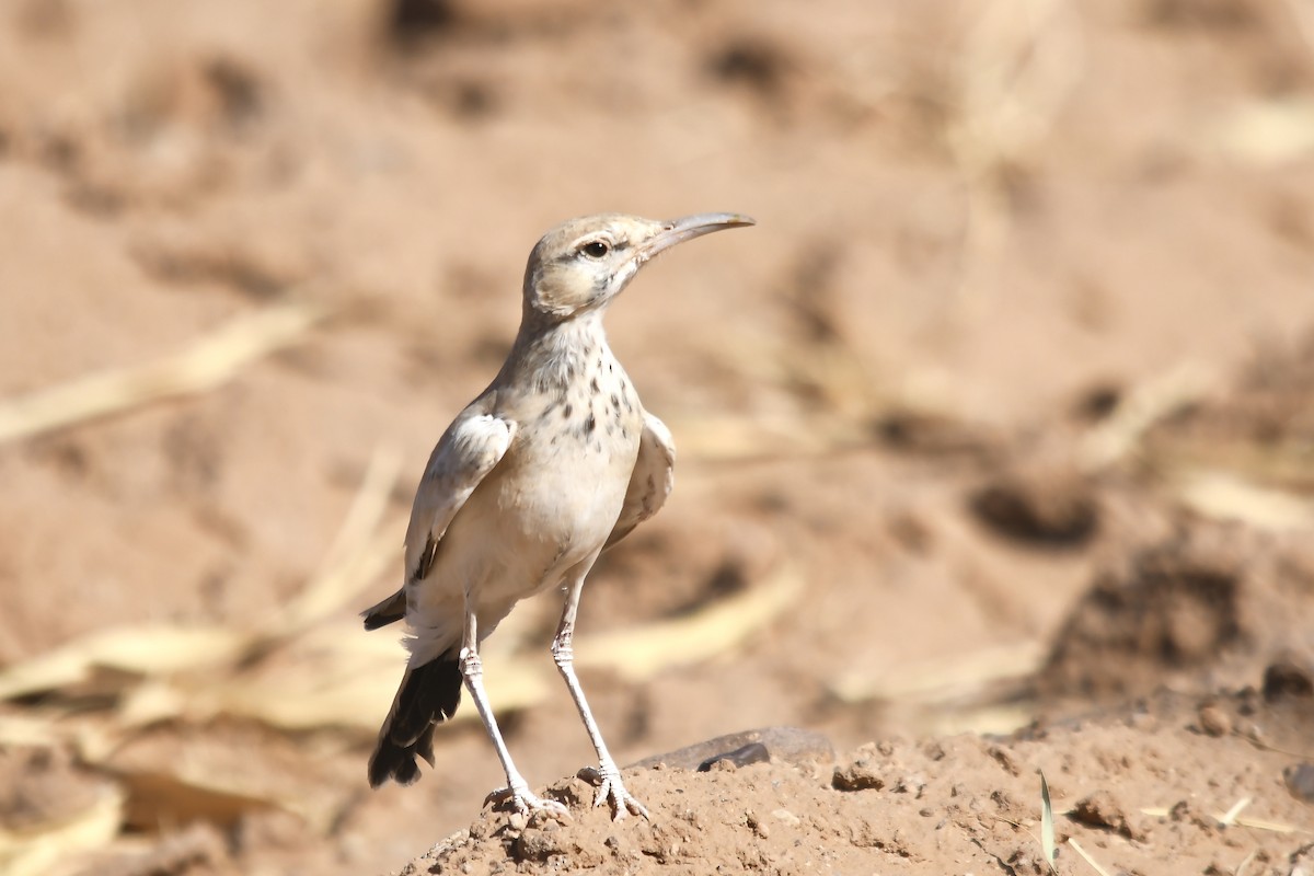 Greater Hoopoe-Lark - ML642816180