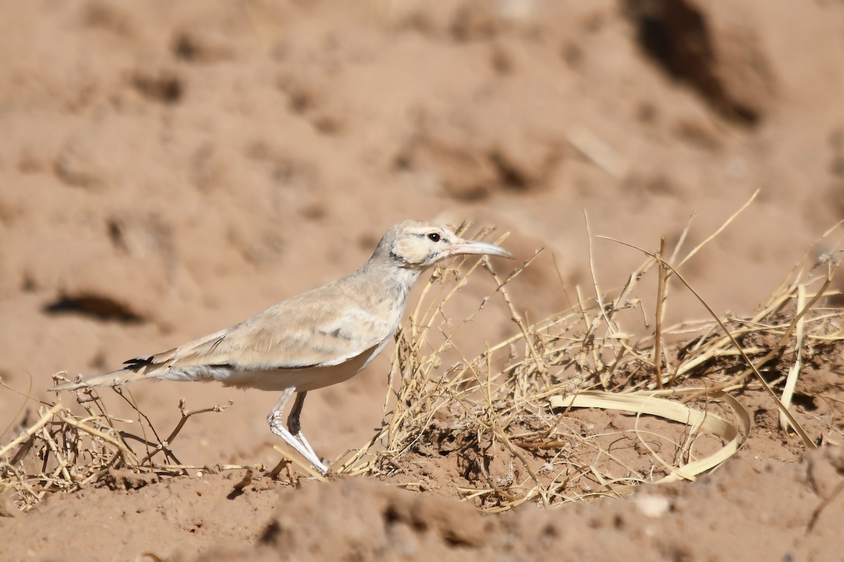 Greater Hoopoe-Lark - ML642816181