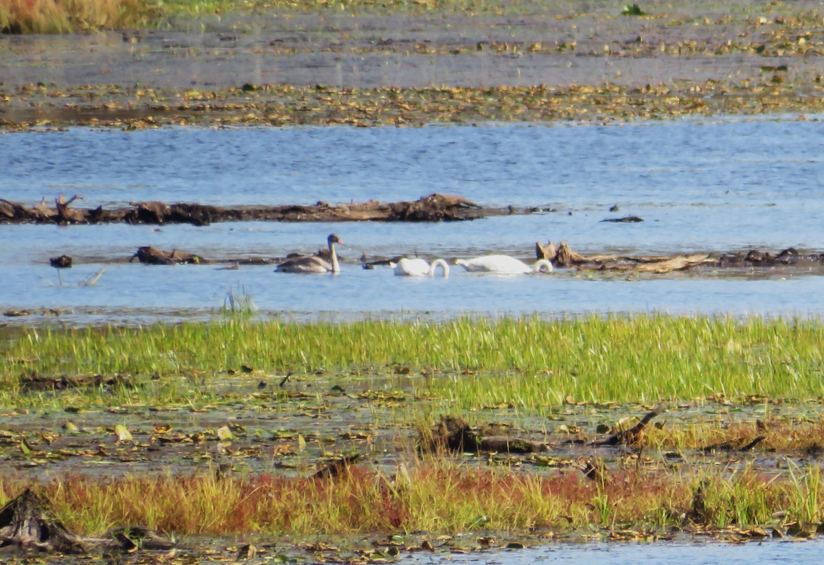 Trumpeter Swan - ML642816182