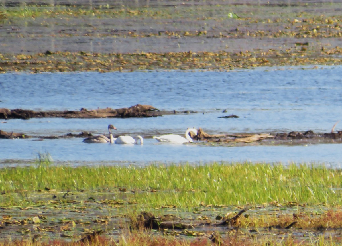 Trumpeter Swan - ML642816191