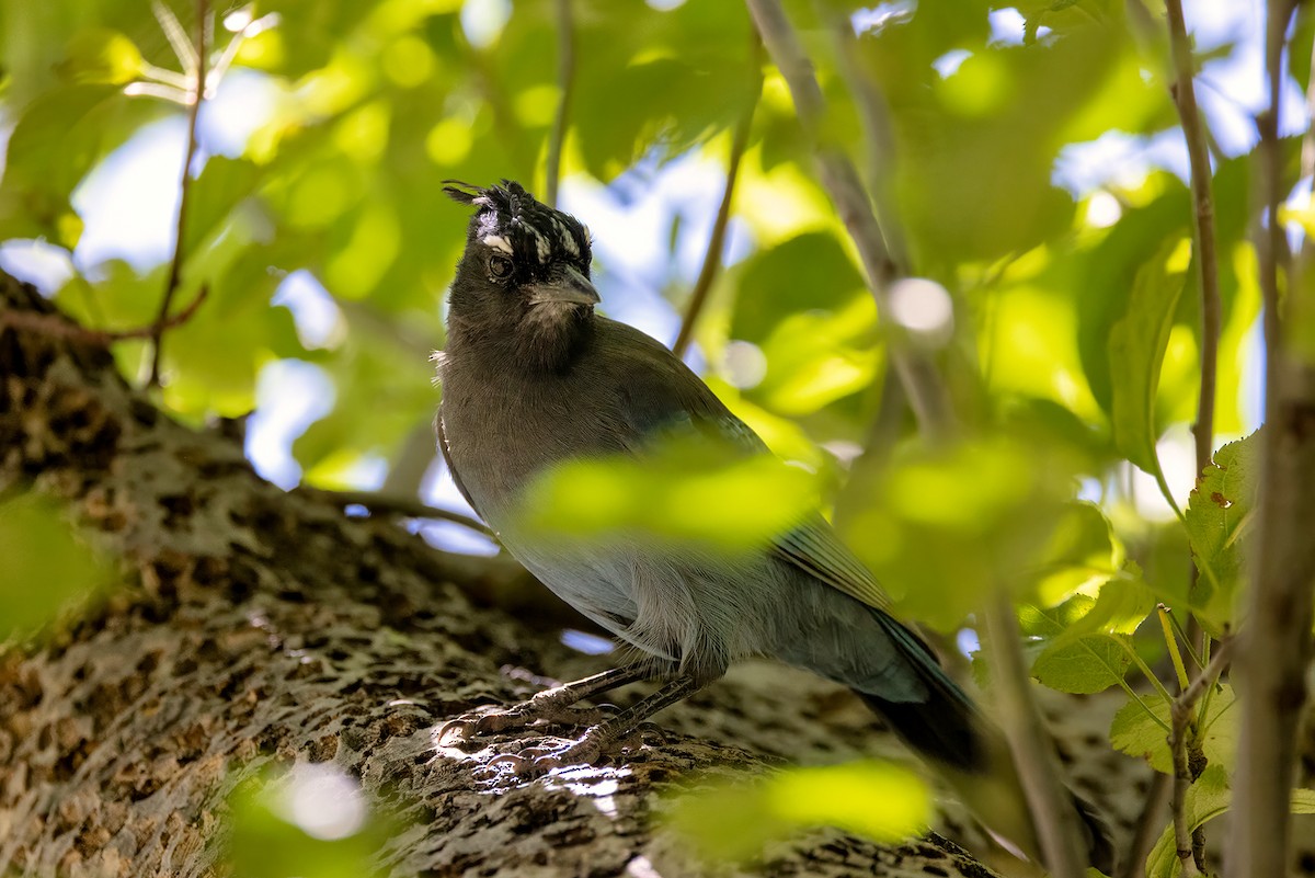 Steller's Jay - ML642816193