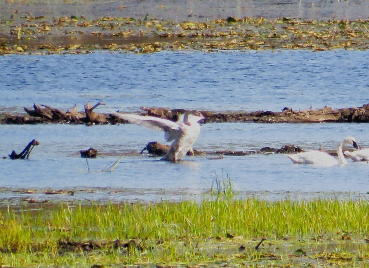 Trumpeter Swan - ML642816194